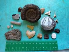 Collection assorted fossils for sale  WEST BROMWICH