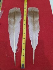 Z107 pair cinnamon for sale  Hill City