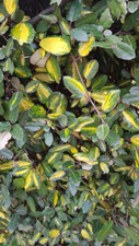 Elaeagnus pungens maculata d'occasion  Mont-près-Chambord
