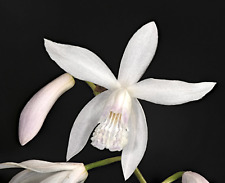 Bletilla striata var. usato  Napoli