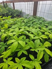 4pack live medium for sale  North Bend