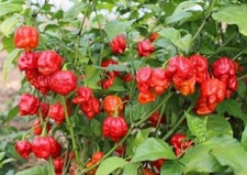 200x armageddon chilli for sale  WOKING