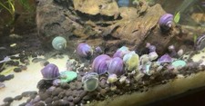Baby purple baby for sale  Oxford