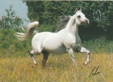 Arabian horse present for sale  Middlefield