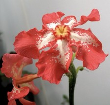 Pachypodium baronii samen gebraucht kaufen  Berlin