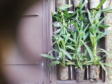 Carnation dianthus sprint for sale  LITTLEHAMPTON