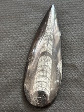 Orthoceras inch polished for sale  LITTLEHAMPTON