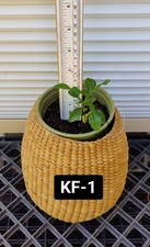One seedling kaffir for sale  Kingsburg