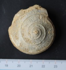 Gastéropode pleurotomaria fos d'occasion  Moyon