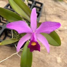 Laelia anceps roeblingiana for sale  Mountain View