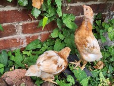 Female chicks weeks for sale  CRADLEY HEATH