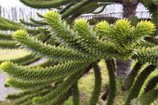 Monkey puzzle elephants for sale  FRASERBURGH