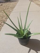 Aloe vera bare for sale  Tempe