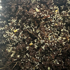 Springtail culture terrarium d'occasion  Expédié en Belgium