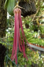 Rare bulbophyllum plumatum for sale  HALSTEAD