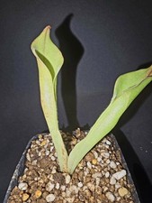 Heliamphora neblinae carnivoro usato  Pomezia