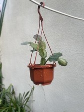 baby christmas cactus for sale baby christmas cactus for sale Irvine