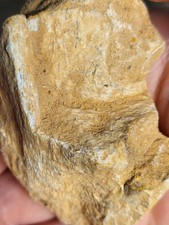 Dinosaur fossil. kem for sale  SOLIHULL