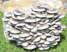 Bio austernpilz pilze gebraucht kaufen  Großdubrau