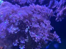 Papaya clove polyps for sale  LONDON