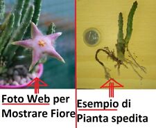 Steli stapelia divaricata usato  Giugliano in Campania
