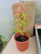 Acer tree japanese for sale  FORRES