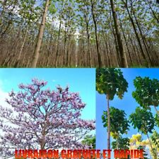 Paulownia hybride graines d'occasion  Cahors