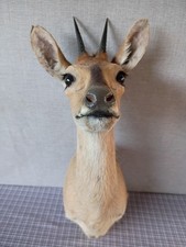 African duiker taxidermy for sale  Chuckey