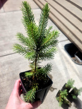 Colorado blue spruce for sale  La Grande