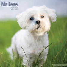 Maltese calendar 2026 for sale  EXETER