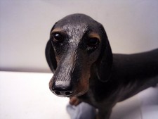 Dachshund dog leonardo for sale  TORQUAY