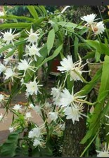 Epiphyllum orchid queen for sale  BARKING