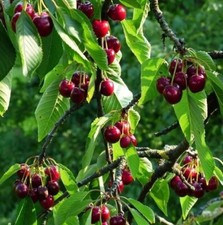 Cherry tree bare for sale  LIVERPOOL