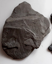 Fossil ammonit schieferplatte gebraucht kaufen  Waibstadt