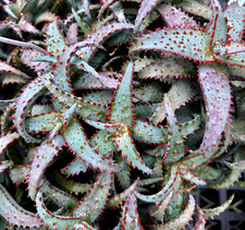 Aloe secret beautiful for sale  Redwood City