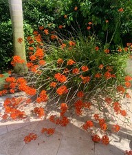 Epidendrum orange orchid for sale  USA