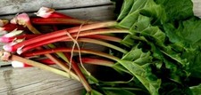 Rhubarb roots crown for sale  Manitowoc