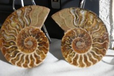 Rare ammonite siée d'occasion  Pont-à-Mousson