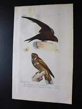 Gravure couleur oiseaux d'occasion  Lunéville