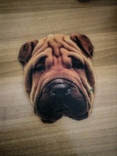 sharpei usato sharpei usato San Cassiano