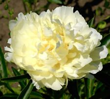 2500x yellow peony for sale  DEWSBURY