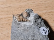 Gastéropodes santonien dimorp d'occasion  Sessenheim