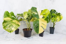 Monstera aurea cutting for sale  Mechanicsville