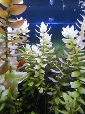 Aquarium pflanze wasserpflanze gebraucht kaufen  Staufen im Breisgau