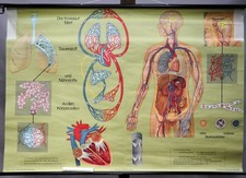 Mapa vintage pull down respiração humana circulação sanguínea corpo humano comprar usado  Enviando para Brazil