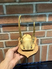 Vintage pronghorn whitetail for sale  Stratford