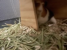 Guinea pigs for sale  Batesville