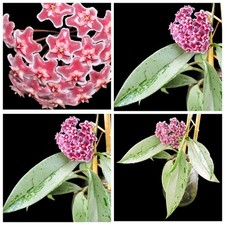Hoya pubicalyx pink gebraucht kaufen  Baden-Baden