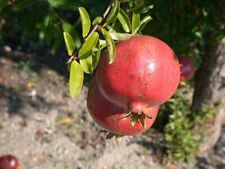 Melograno pianta produce usato  Torre Canavese