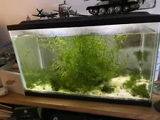 live aquarium plants for sale  Poynette